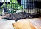 動物図鑑・ニシアフリカコビトワニの写真 2